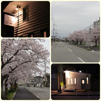 2016-4-4sakura